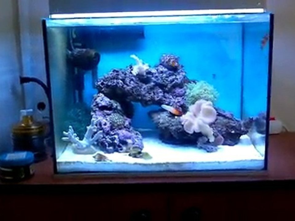 nano tankım deniz akvaryumu