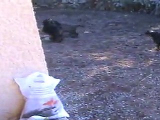 les mâles jouent dans le jardin 18-03-2011 (2)