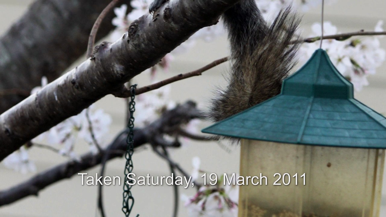 Magix Movie Edit Pro 17+ and Canon T1i