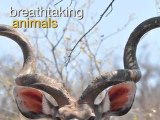 Kruger National Park - Great Attractions (South Africa)