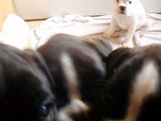 chiots a 1 mois et 20 jrs