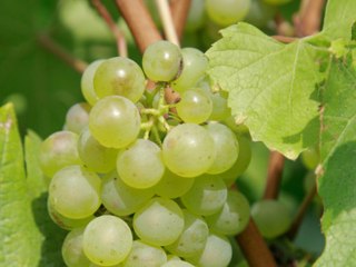 Le Chablis  en  Bourgogne