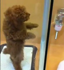 un chiot danseur de salsa