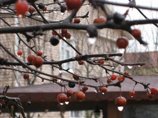 Nalan Çiçekler açar  (www.mircaskim.com)