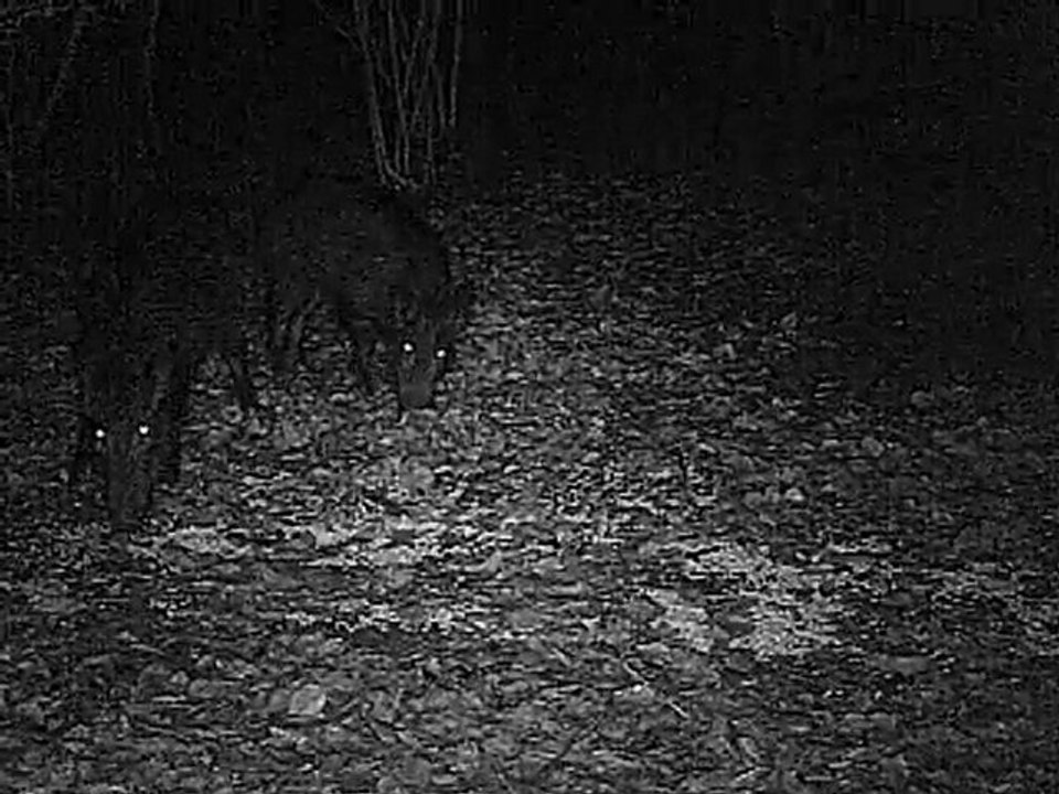 sangliers en camera infrarouge 1