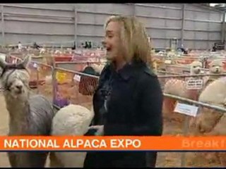 Alpagas qui font l'amour derrière présentatrice TV [Buzz Fail]