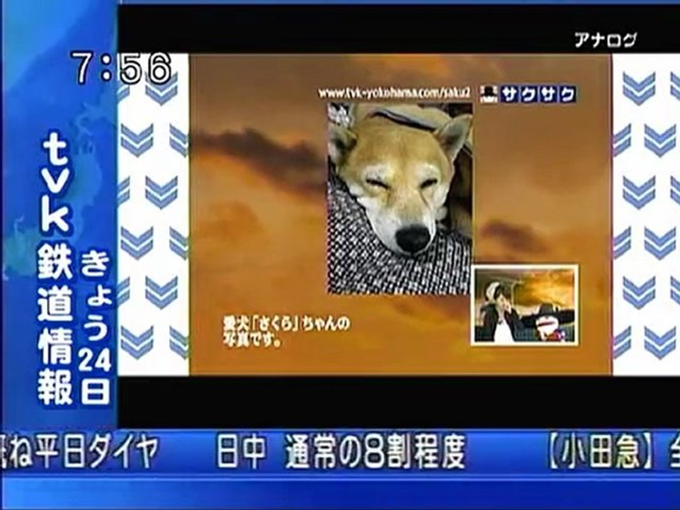 sakusaku 110324 4 犬派のサクサカーさんからおたよりです、の巻