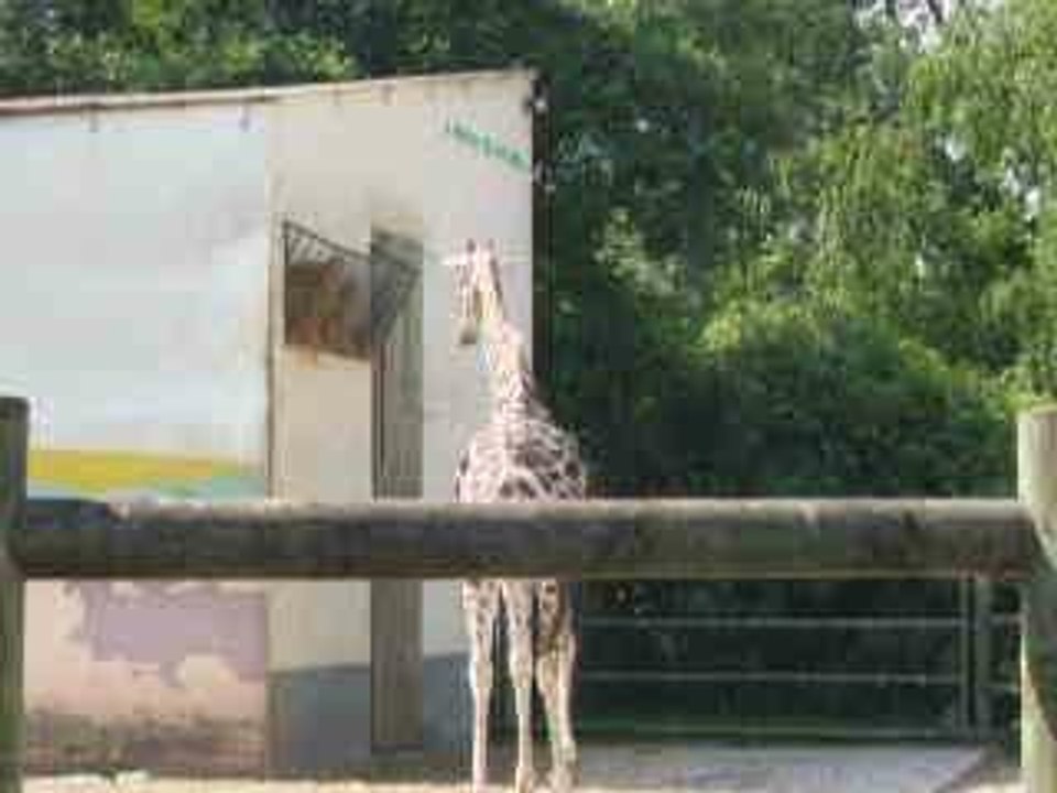 La girafe