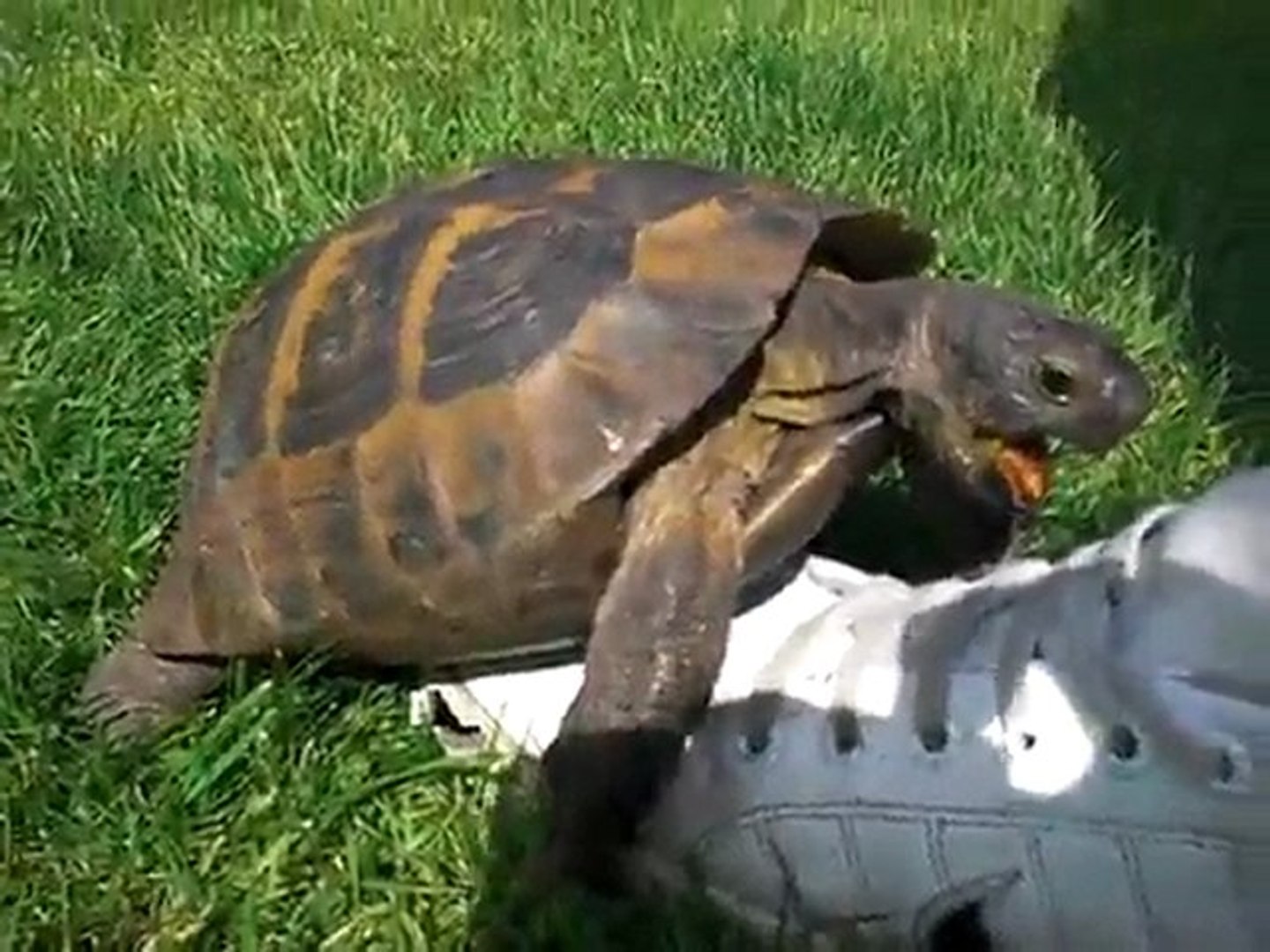 Tortue Fait L Amour Avec Une Chaussure Turtle Lol Video Dailymotion