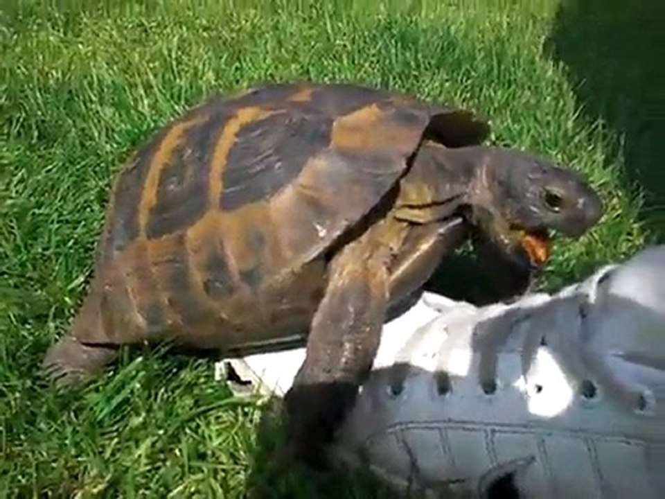 Tortue fait l'amour avec une chaussure [Turtle Lol]