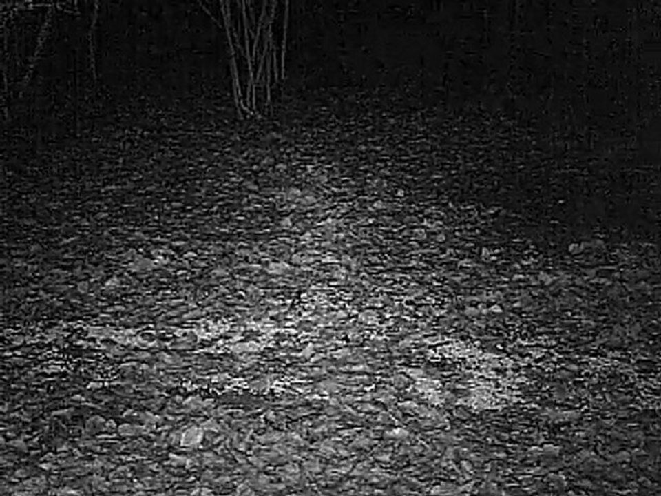 chevreuil en camera infrarouge