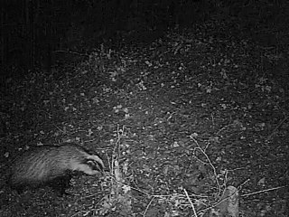 blaireau en camera infrarouge