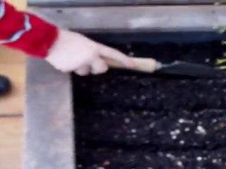 siembra de rábanos y zanahorias