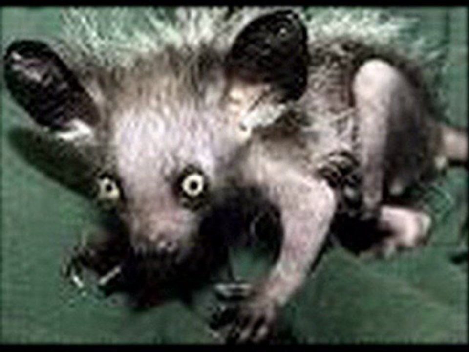 asomania diss 27 rapcity