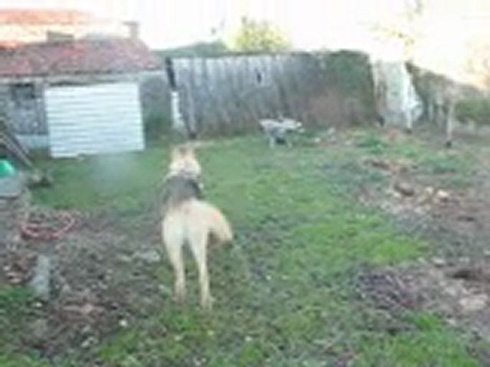 decouverte de l enclo