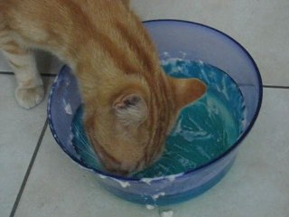 Brico : fait la vaiselle !