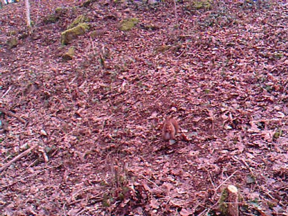 ecureuil en camera detecteur de mouvements