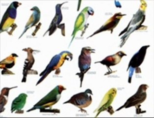 מקהלת הצפרים של גייזי