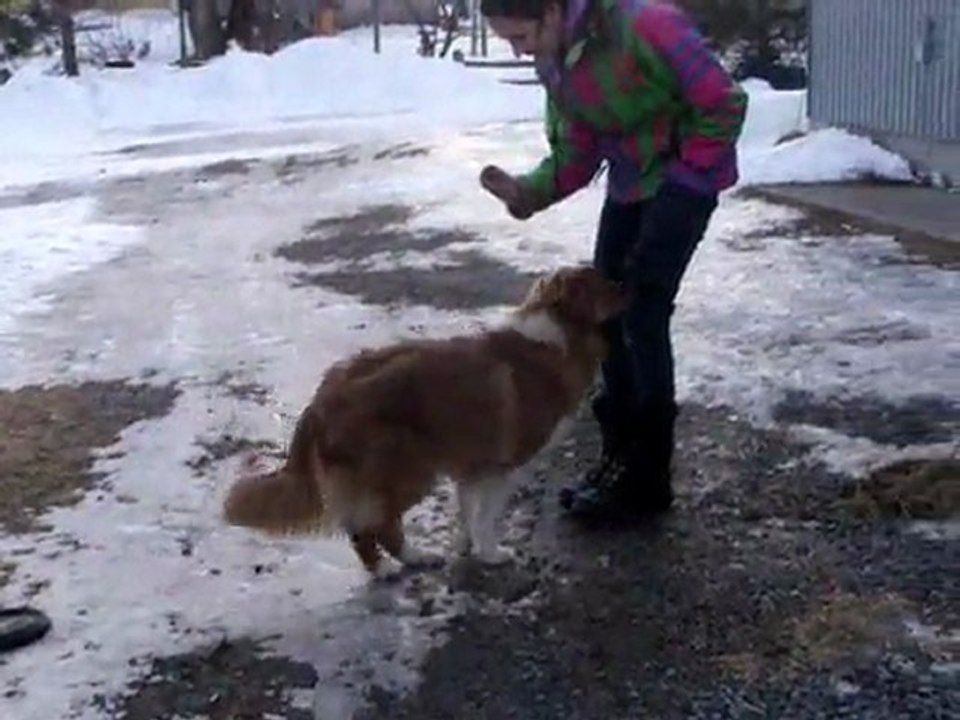 Nely et vanille freestyle canin