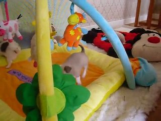 ELEVAGE DES PETITS AZTEQUES