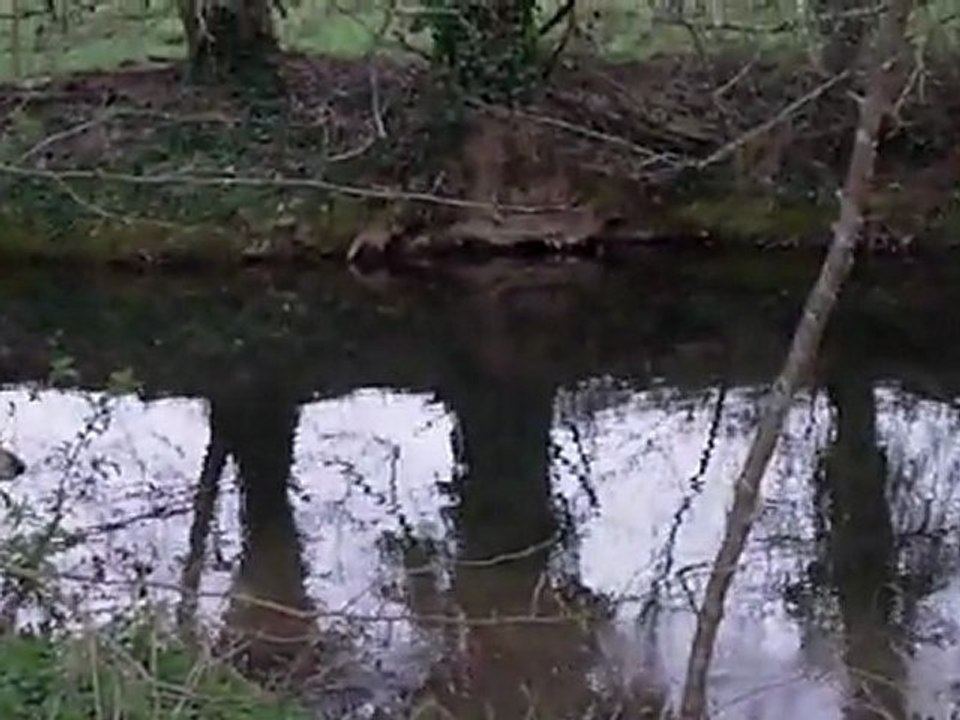 chien loup tchecoslovaque VS  bull terrier