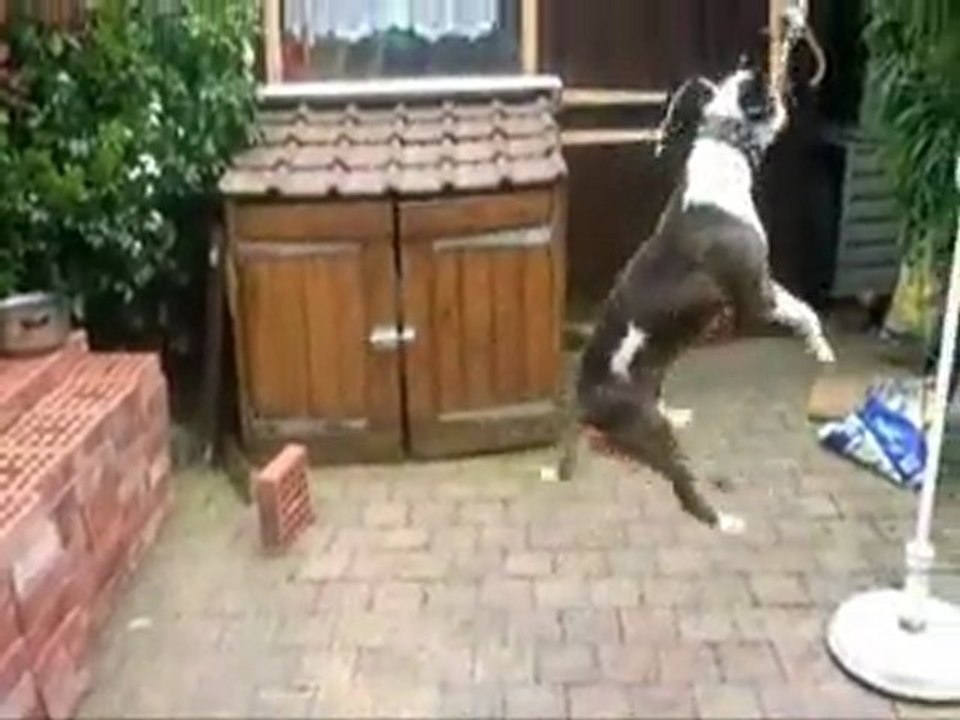 Bundy et Paf le ballon