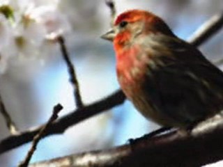 A Video comment on Art