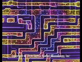 Richard Feynman Intro