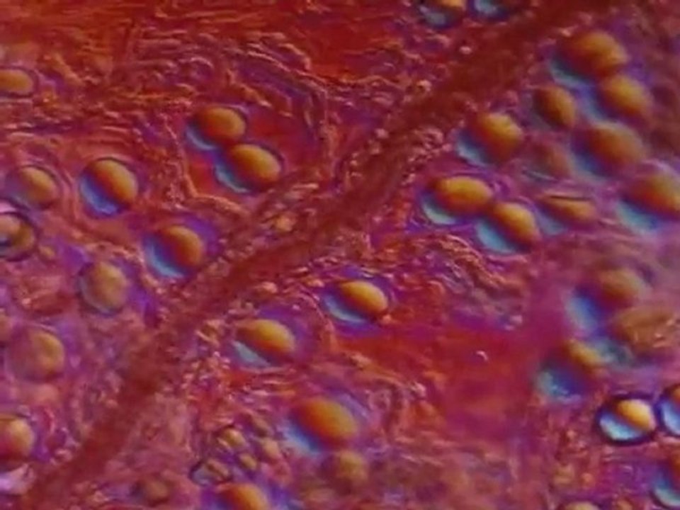 Viruses and nanotechnology (how a virus works)