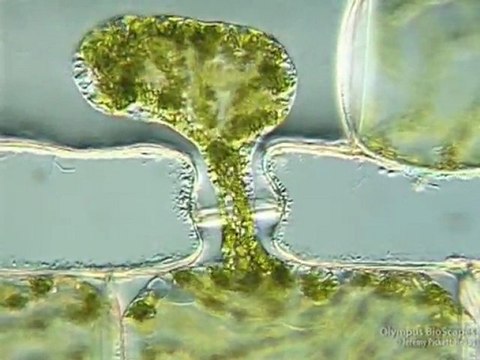 Sexual Attraction in Spirogyra
