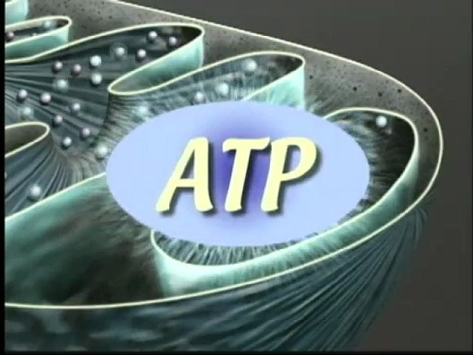 Mitochondria and ATP synthesis