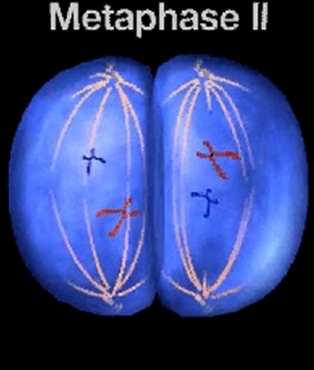 Meiosis