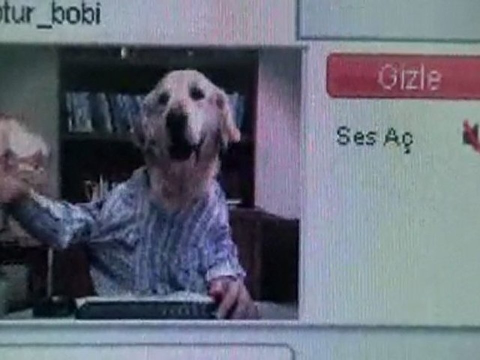 Okeyci köpek (komik video)