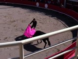 Entraînement au CTN avec des toros Camarguais