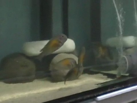 KASAKALAWE DEEP SEA PET CENTER