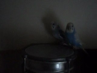 darbuka ve muhabbet kuşları