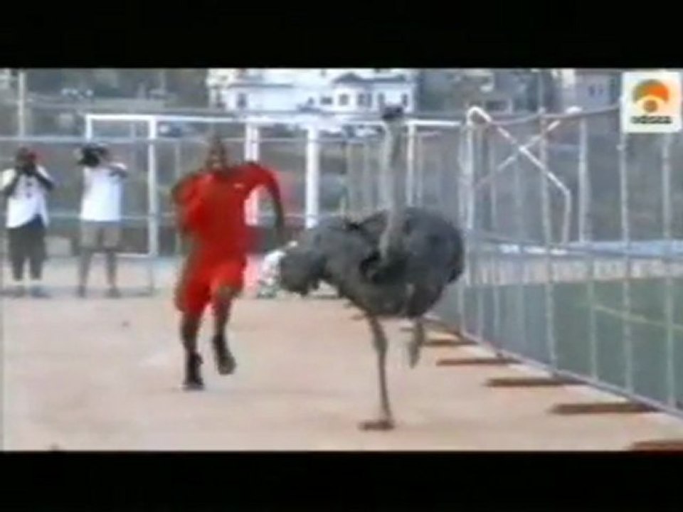 Carrera: Humano vs. avestruz - Vídeo Dailymotion