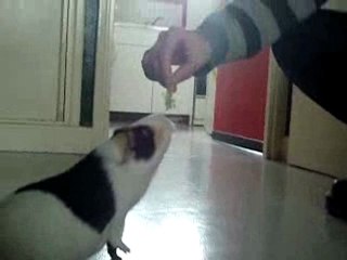 mes amours en promenade