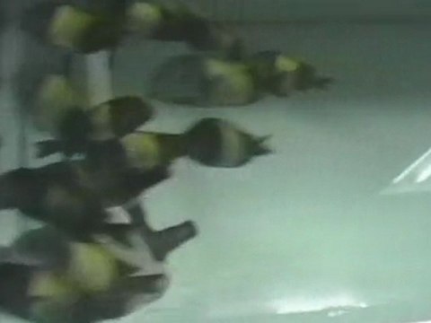 TROPHEUS İKOLA DEEP SEA PET CENTER