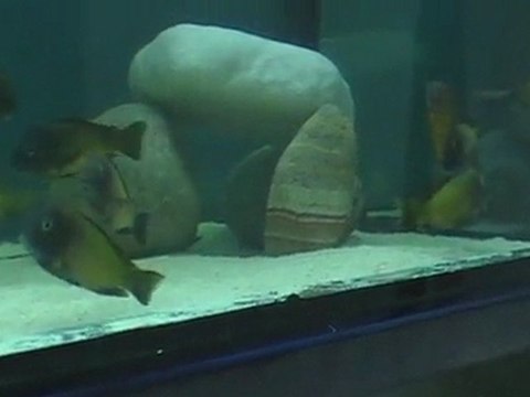 TROPHEUS İLANGİ DEEP SEA PET CENTER