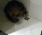 Il gatto intelligente che fa pipì nella doccia