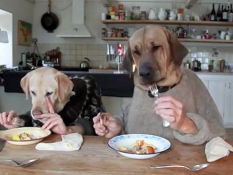 Deux chiens à table en train de diner - [humour Dogs]