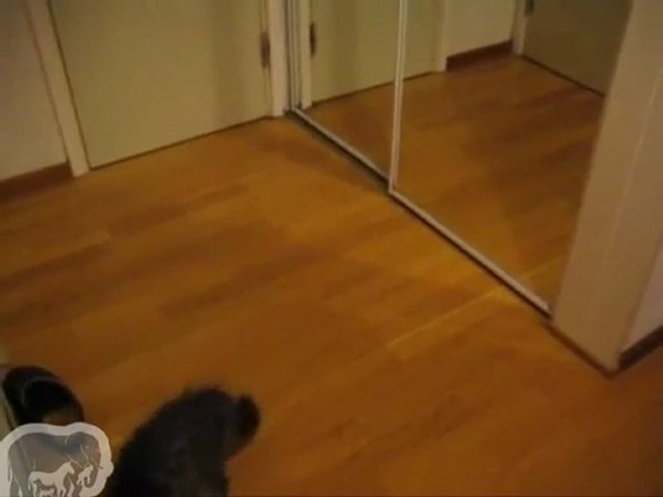 Chat Vs Miroir