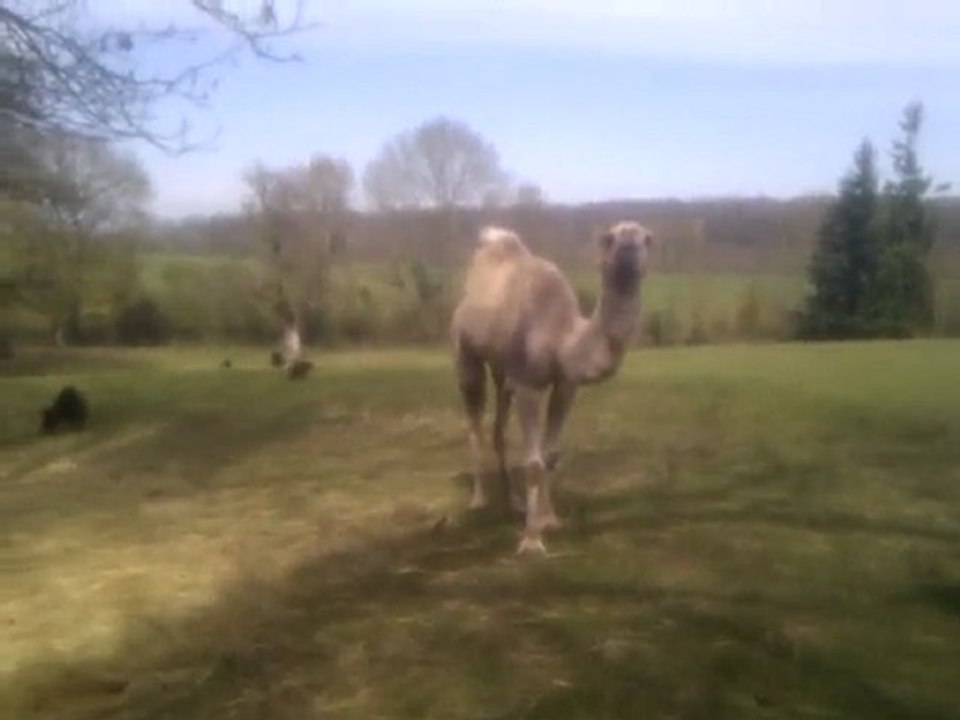 leila ,leon et les diables noirs de janvry