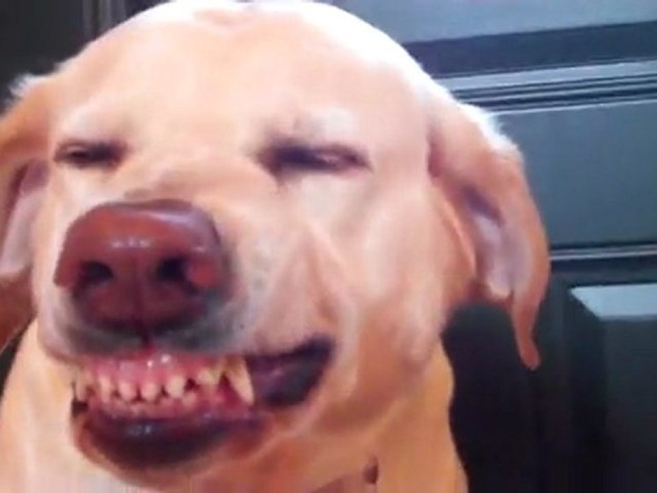 Comment reconnaitre un chien qui a fait une bétise ?