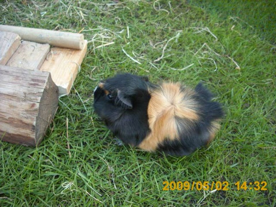 Schnuffel meine kleine Meersau(In Gedenken an Pumpy)