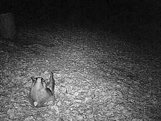 blaireau en camera infrarouge 1