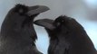 2 Corvus Corax