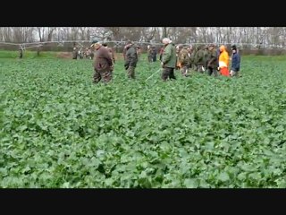 REPRISE DE LIÈVRES COMMUNE DU VERNET en HAUTE-GARONNE