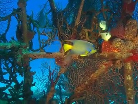 Excerpt frpm Film Trilogy - Dolphins & Whales/Sharks/Ocean Wonderland Blu-ray 3D + Blu-ray